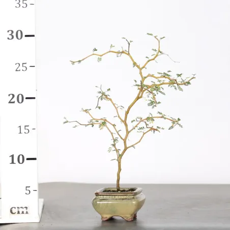 image supplémentaire - SOPHORA JAPONICA "LITTLE...