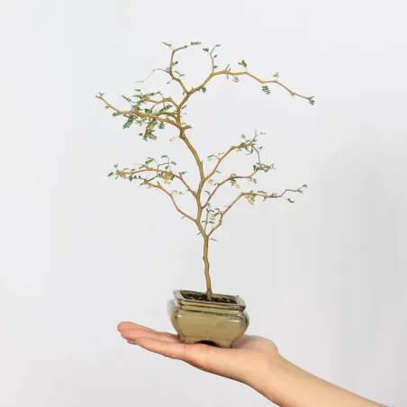 SOPHORA JAPONICA "LITTLE BABY" 1-1