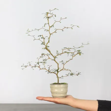 SOPHORA JAPONICA "LITTLE BABY" 1-2