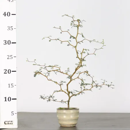 image supplémentaire - SOPHORA JAPONICA "LITTLE...