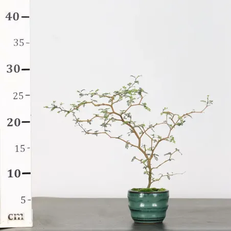 image supplémentaire - SOPHORA JAPONICA "LITTLE...