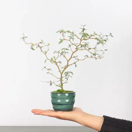 SOPHORA JAPONICA "LITTLE BABY" 1-3