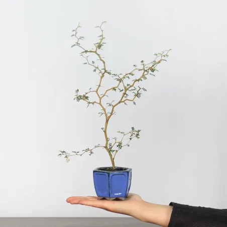 SOPHORA JAPONICA "LITTLE BABY" 1-4