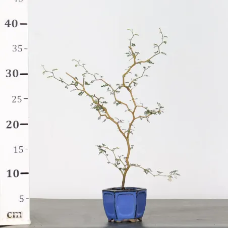 image supplémentaire - SOPHORA JAPONICA "LITTLE...