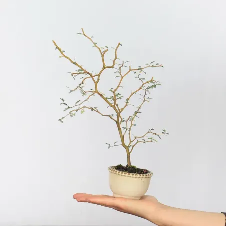 SOPHORA JAPONICA "LITTLE BABY" 1-5