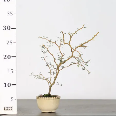image supplémentaire - SOPHORA JAPONICA "LITTLE...