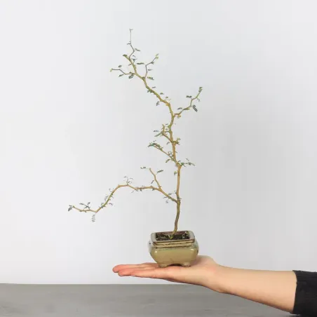 SOPHORA JAPONICA "LITTLE BABY" 1-6