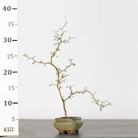 image supplémentaire - SOPHORA JAPONICA "LITTLE...