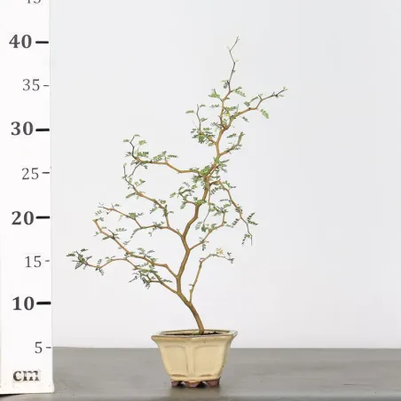 image supplémentaire - SOPHORA JAPONICA "LITTLE...
