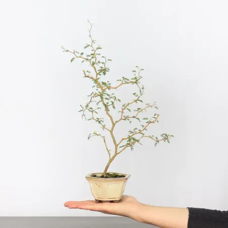 SOPHORA JAPONICA "LITTLE BABY" 1-7