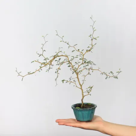 SOPHORA JAPONICA "LITTLE BABY" 1-8