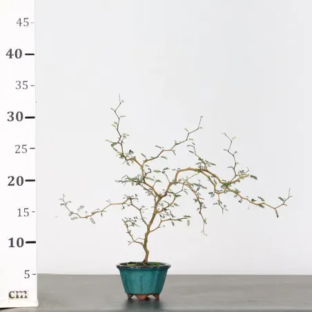 image supplémentaire - SOPHORA JAPONICA "LITTLE...