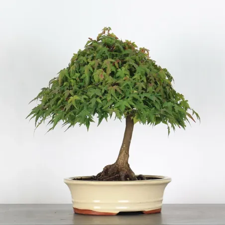 Bonsai Erable Kiyohime AK-1-3