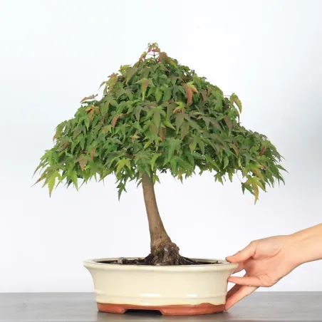 image supplémentaire - Érable "ACER KIYOHIME" 1-3
