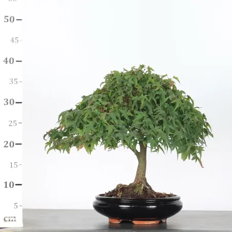 image supplémentaire - Érable "ACER KIYOHIME" 1-2