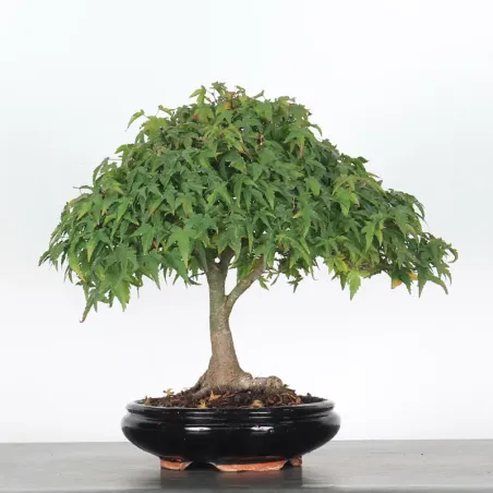 Bonsai Erable Kiyohime AK-1-2