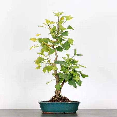 GINKGO BILOBA 1-2