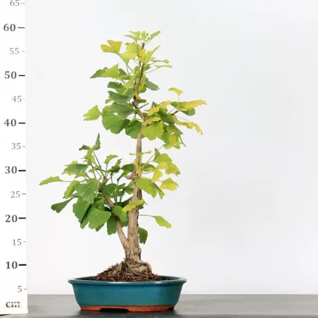 image supplémentaire - GINKGO BILOBA 1-2