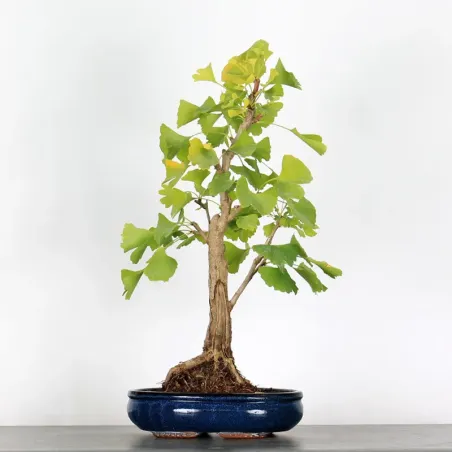 GINKGO BILOBA 1-9