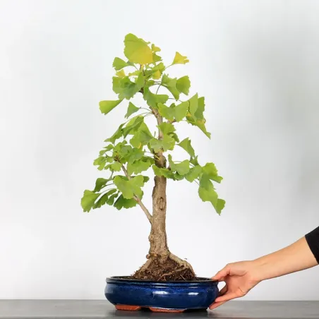 image supplémentaire - GINKGO BILOBA 1-9
