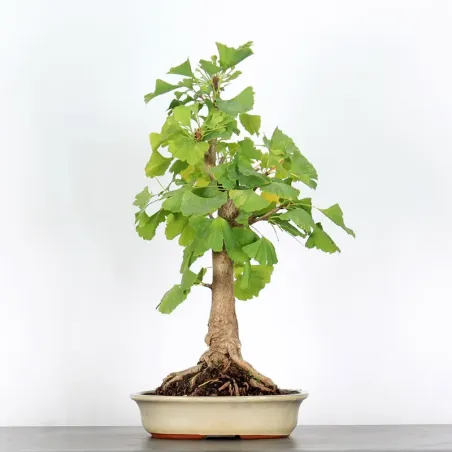 GINKGO BILOBA 1-10