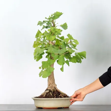 image supplémentaire - GINKGO BILOBA 1-10