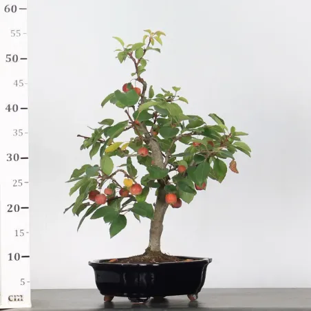 image supplémentaire - POMMIER "MALUS EVERESTE" 1-1