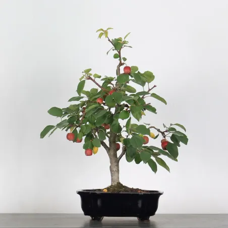Bonsai Pommier
