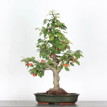 Bonsai Pommier