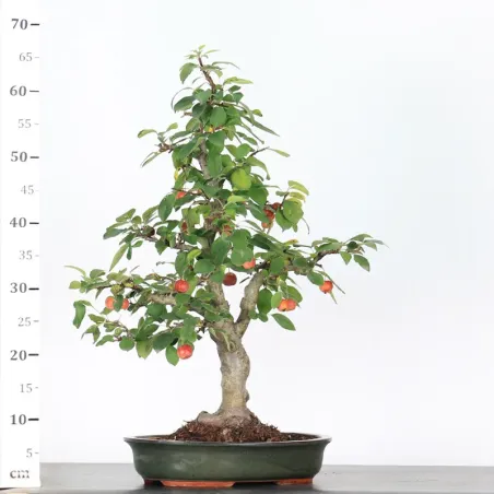image supplémentaire - POMMIER "MALUS EVERESTE" 1-2