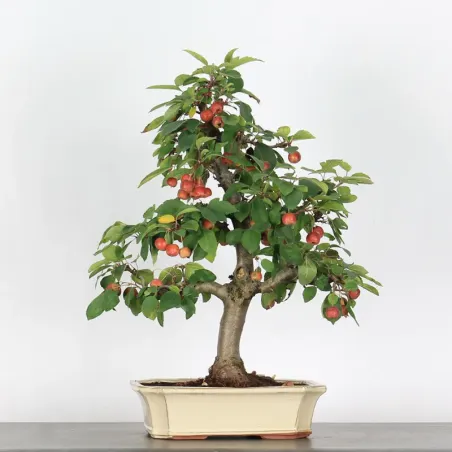 POMMIER "MALUS EVERESTE" 1-3