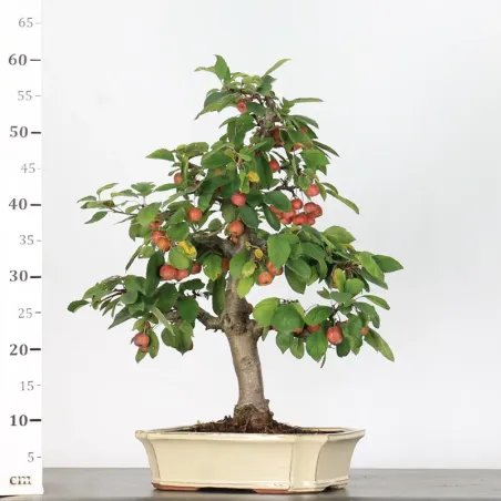 image supplémentaire - POMMIER "MALUS EVERESTE" 1-3