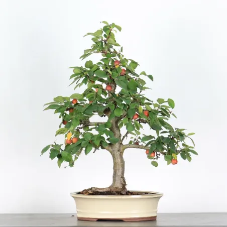 Bonsai Pommier