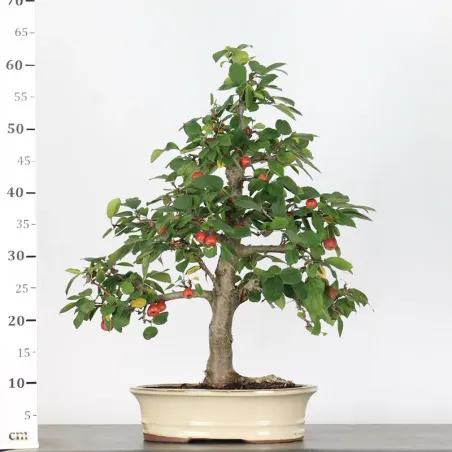 image supplémentaire - POMMIER "MALUS EVERESTE" 1-4