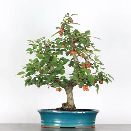 image supplémentaire - POMMIER "MALUS EVERESTE" 1-5