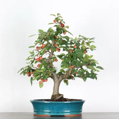 Bonsai Pommier
