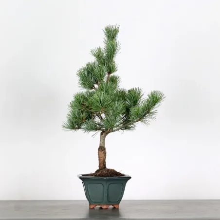 Bonsai Pin Pentaphylla PP-1-2