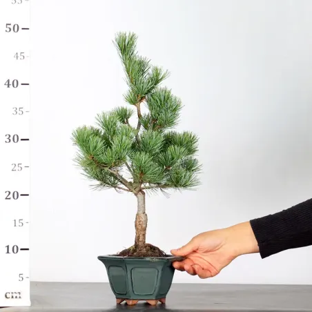 image supplémentaire - JAPANESE WHITE PINE...