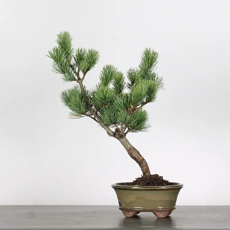 Bonsai Pin Pentaphylla PP-1-7