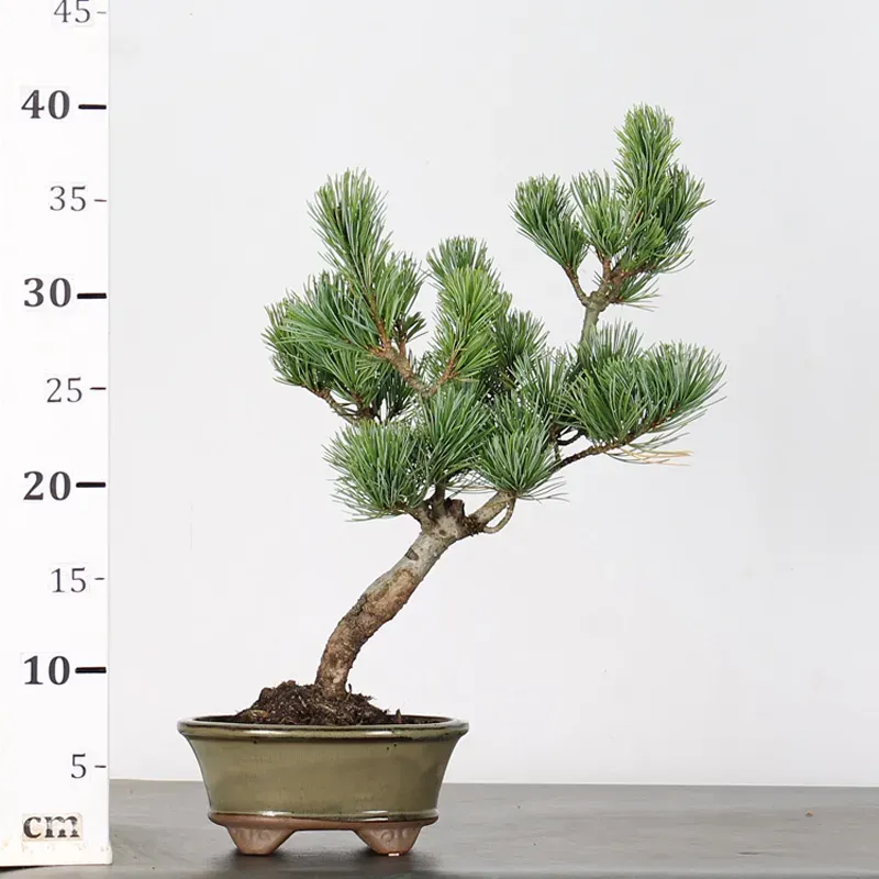 image supplémentaire - JAPANESE WHITE PINE...