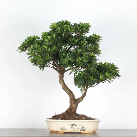Bonsai Azalée