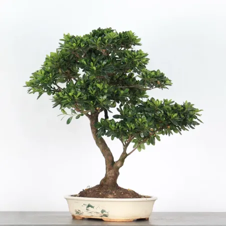 image supplémentaire - BONSAI AZALÉE JAPONAISE  2-1