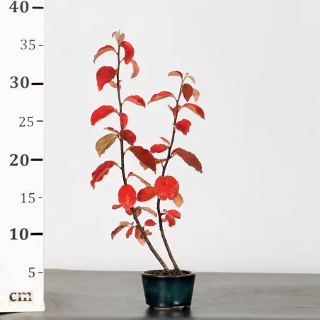 image supplémentaire - QUINCE "CYDONIA OBLONGA" 1-1