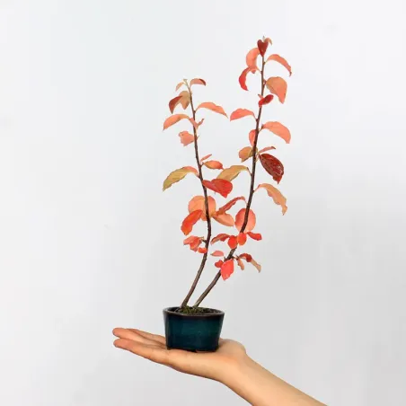 Bonsai Chaenomeles Japonica