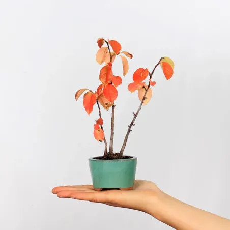 Bonsai Chaenomeles Japonica