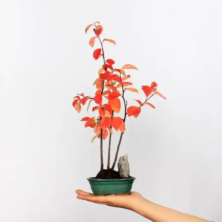 Bonsai Chaenomeles Japonica