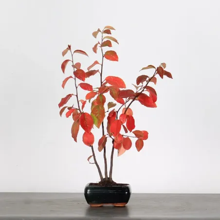 Bonsai Chaenomeles Japonica