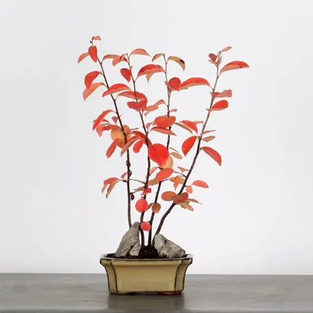 Bonsai Chaenomeles Japonica