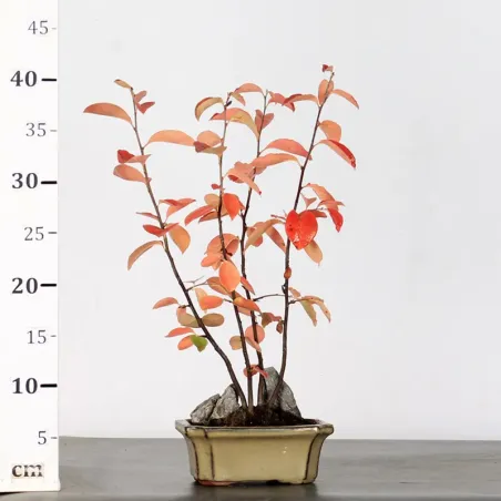 image supplémentaire - QUINCE "CYDONIA OBLONGA" 1-5