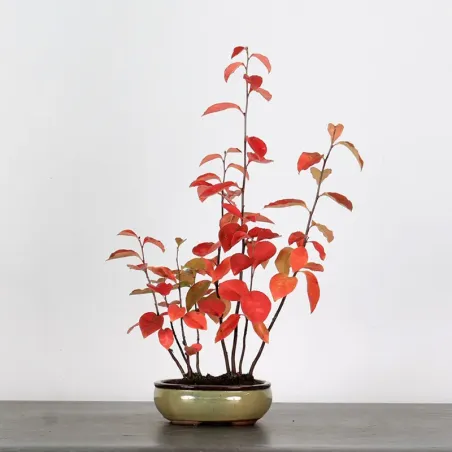 Bonsai Chaenomeles Japonica